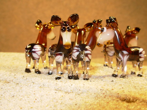 Okapi — foto 2