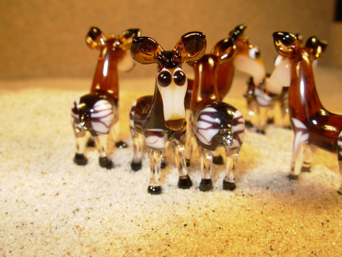 Okapi — foto 3