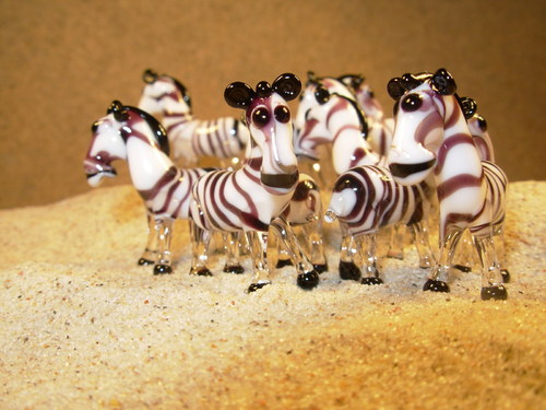 Zebra — foto 2