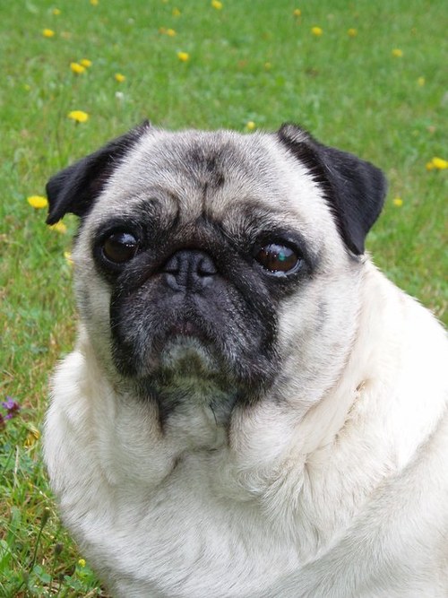 Your home pet.... A3 — foto 2