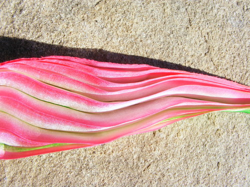 Hedvábí ala Shibori Ribbon 2 — foto 4