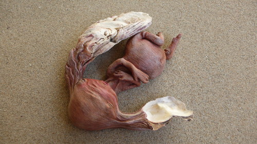 Křehotinka ušatá — foto 2