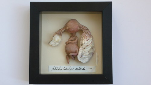 Křehotinka ušatá — foto 5