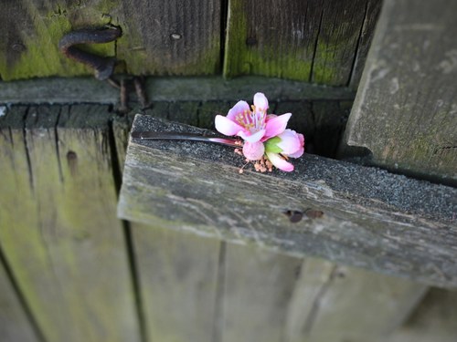 Sponky "čistě jarní" (na přání) — foto 4