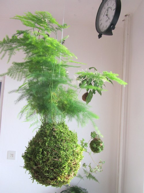 Kokedama Asparagus plumosus — foto 2