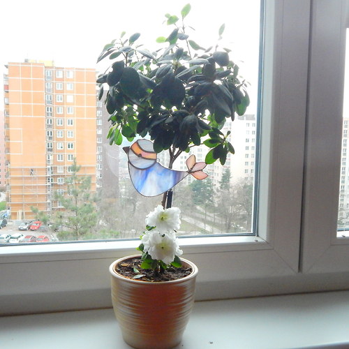 Ptačí svět - modrá — foto 2