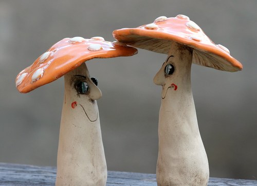 Oranžové muchomůrky — foto 3