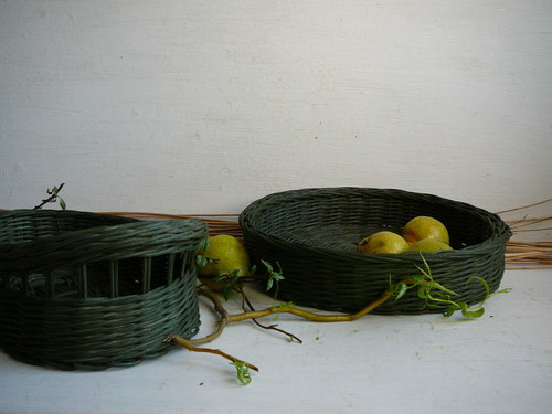 Ošatka prostá — foto 2