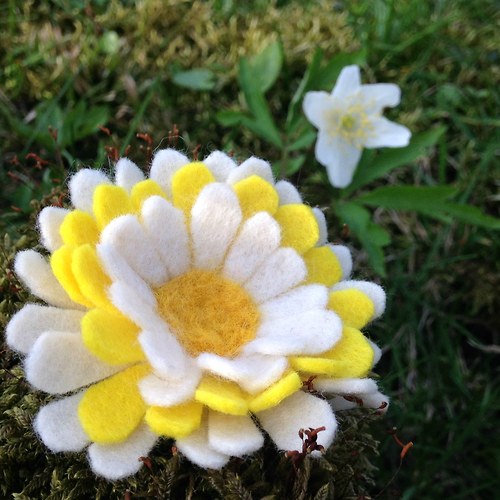 Kopretiny — foto 4
