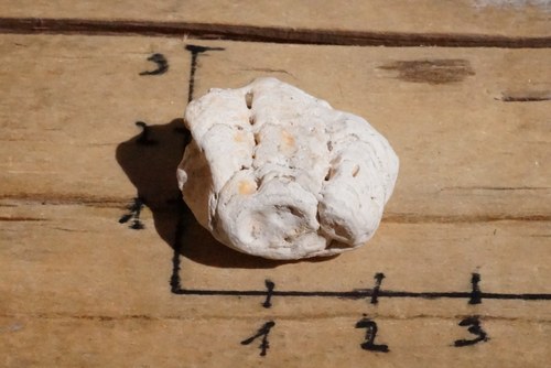 Korál B8092 — foto 2