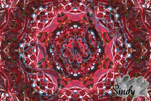 Mandala psího vína 01 — foto 2