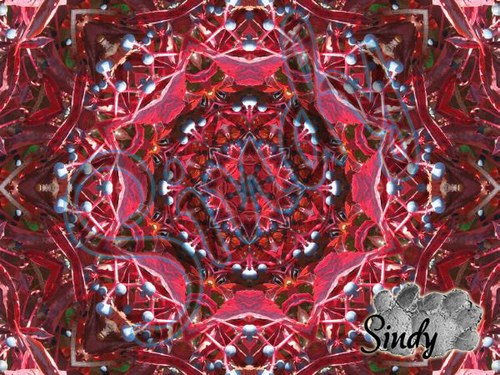 Mandala psího vína 01 — foto 3