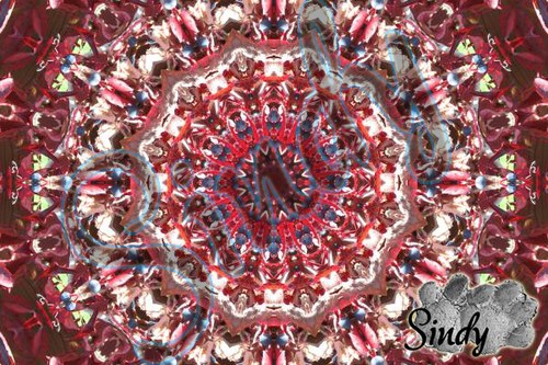 Mandala psího vína 02 — foto 2