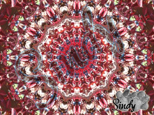 Mandala psího vína 02 — foto 3