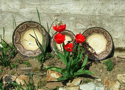 Tuli, tuli, tulipán... — foto 2