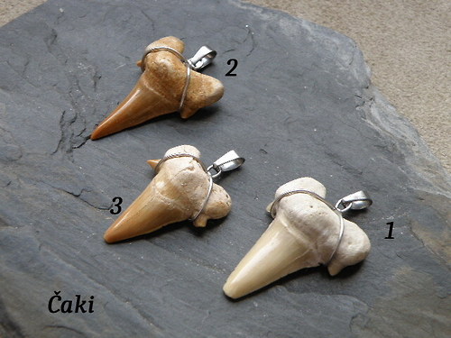Zub ze žraloka č. 3 — foto 2