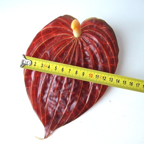 Anthurium - 1 ks — foto 2