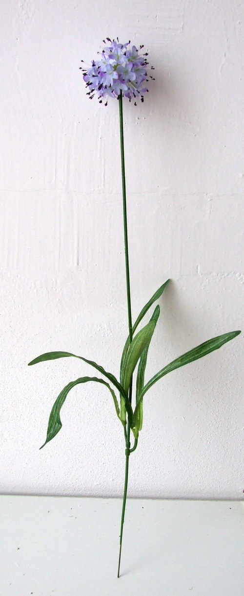 Okrasný česnek azurový — foto 2