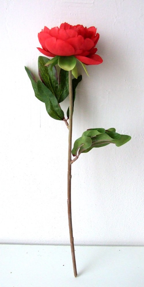 Pivoňka červená — foto 2