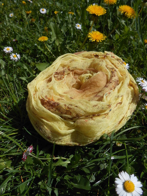 Jarní sluníčko - hnědá — foto 3