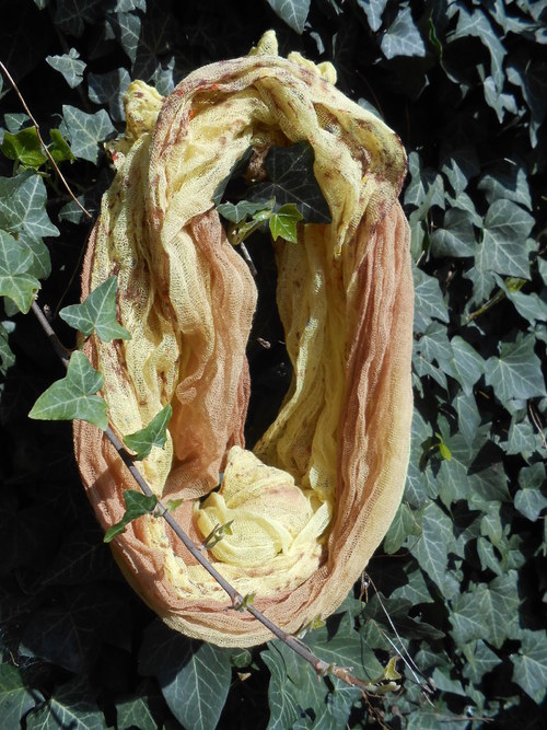 Jarní sluníčko - hnědá — foto 4