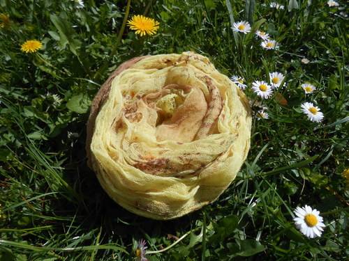 Jarní sluníčko - hnědá — foto 5