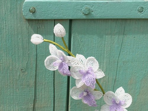 Orchidej bílo-fialová — foto 2
