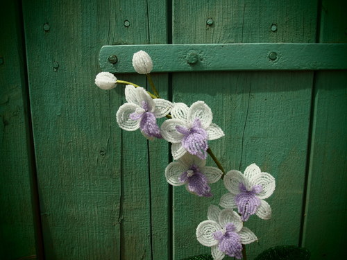 Orchidej bílo-fialová — foto 3