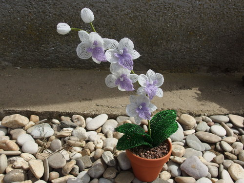 Orchidej bílo-fialová — foto 4