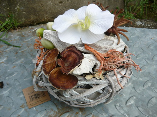 Orchidea v proutí — foto 2