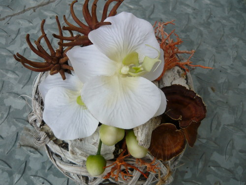 Orchidea v proutí — foto 4