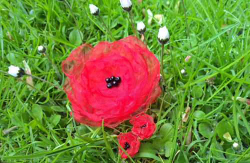 Tajemství ranní louky — foto 5