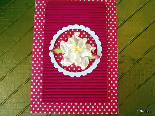 Orchidea — foto 2