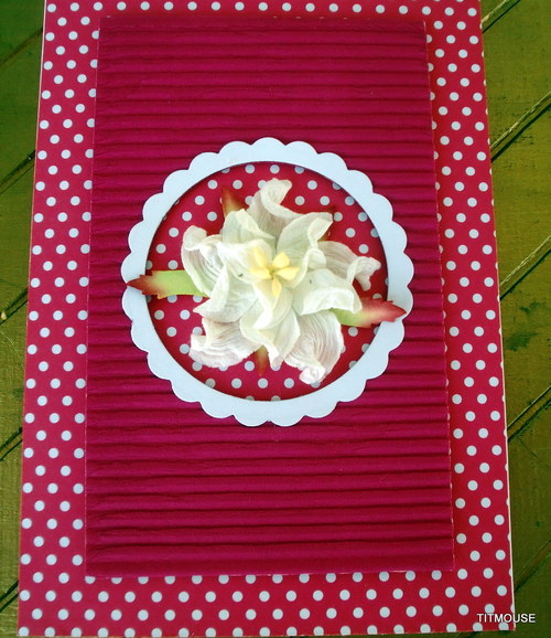 Orchidea — foto 3