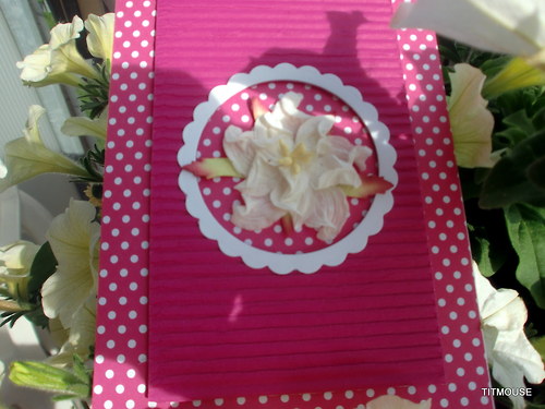 Orchidea — foto 4