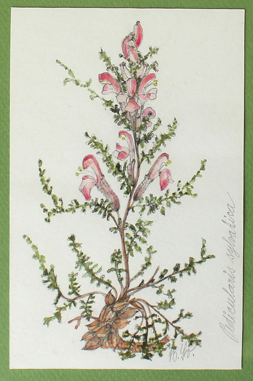 Pedicularis _ kytička — foto 2