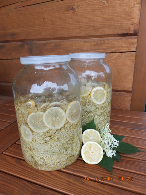 Bezový sirup — foto 2