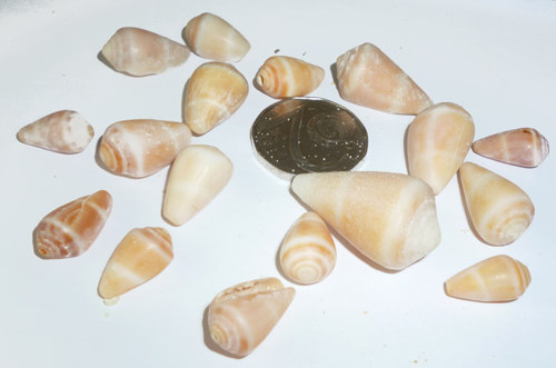 Balíček mušlí — foto 2