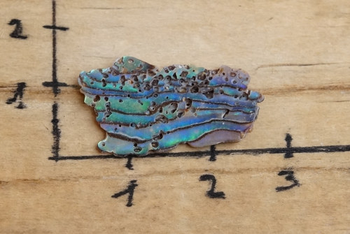 Paua mušle B9267 — foto 2