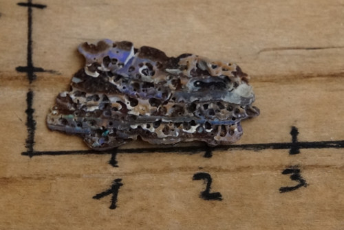 Paua mušle B9267 — foto 3