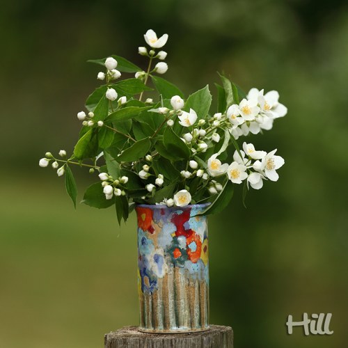 Vázička luční — foto 3