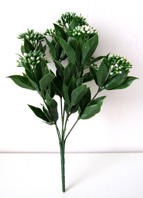 Kalanchoe bílá — foto 2