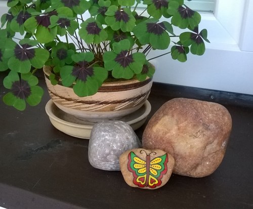 Motýlek Srdíčko — foto 2
