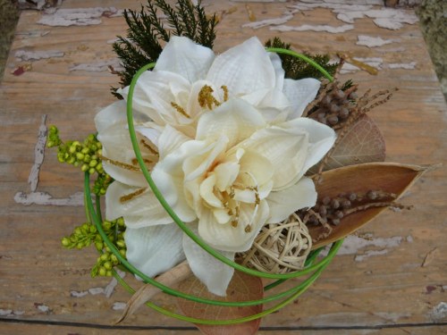 Amaryllis se sušinou — foto 2