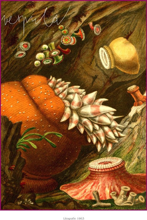 Mořské sasanky — foto 3