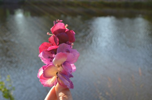 Hortenzie zakletá - spona do vlasů — foto 3