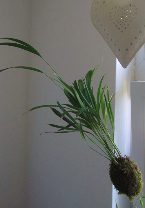 Závěsná kokedama šiškedama Areca Catechu — foto 2