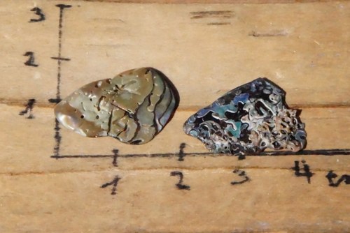 Sada - paua mušle D248 — foto 2