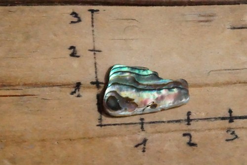 Paua mušle D413 — foto 2