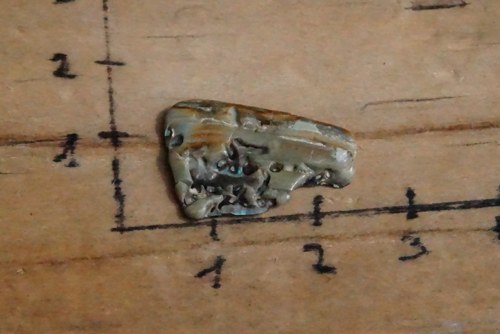 Paua mušle D413 — foto 3